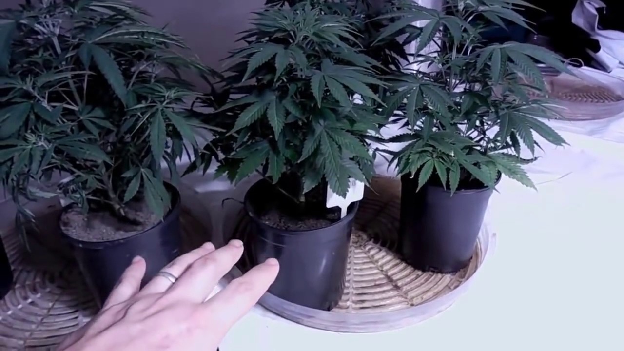 HOW TO WATER CANNABIS PLANTS! YouTube