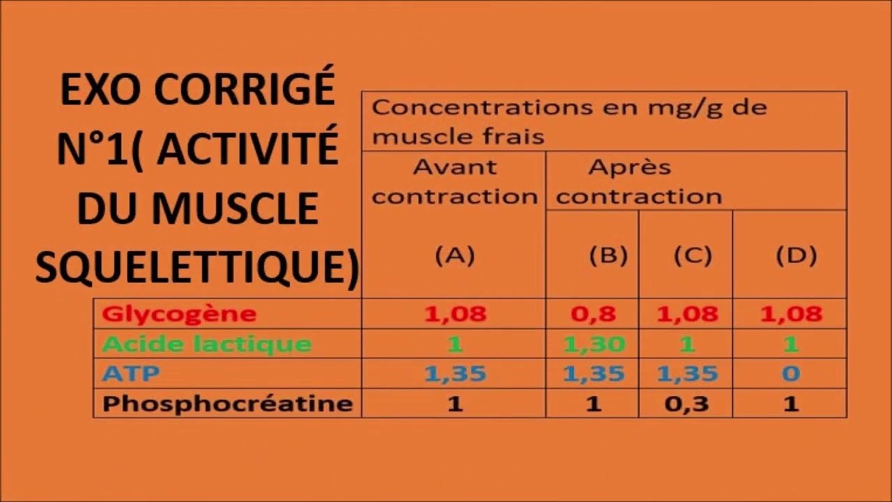 Exo corrigé N°1(Activité du muscle squelettique)