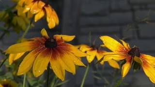Cone Flower Captured By A Panasonic Hc X1 Lieca Macro 20X Zoom