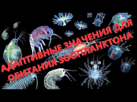 АДАПТИВНЫЕ ЗНАЧЕНИЯ ДЛЯ ОБИТАНИЯ В ВОДЕ ЗООПЛАНКТОНА - ЕГЭ БИОЛОГИЯ