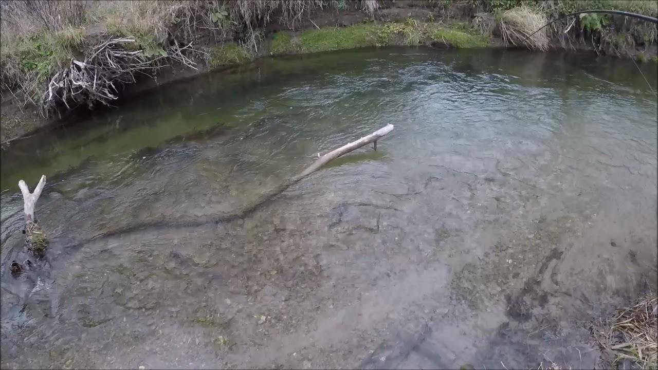 Fishing With Spawn Bags: Lake Erie Tributary Steelhead (plus a