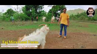 Messi | The Most Aggressive Sanen Of Taj Mira Goat Farm | Mr.Vlogger