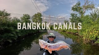 Fishing in Bangkok Canals for Snakehead - Thailand