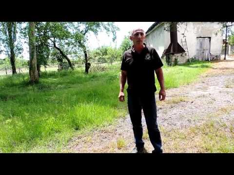 ჩვენი ეზოს ბილიკი