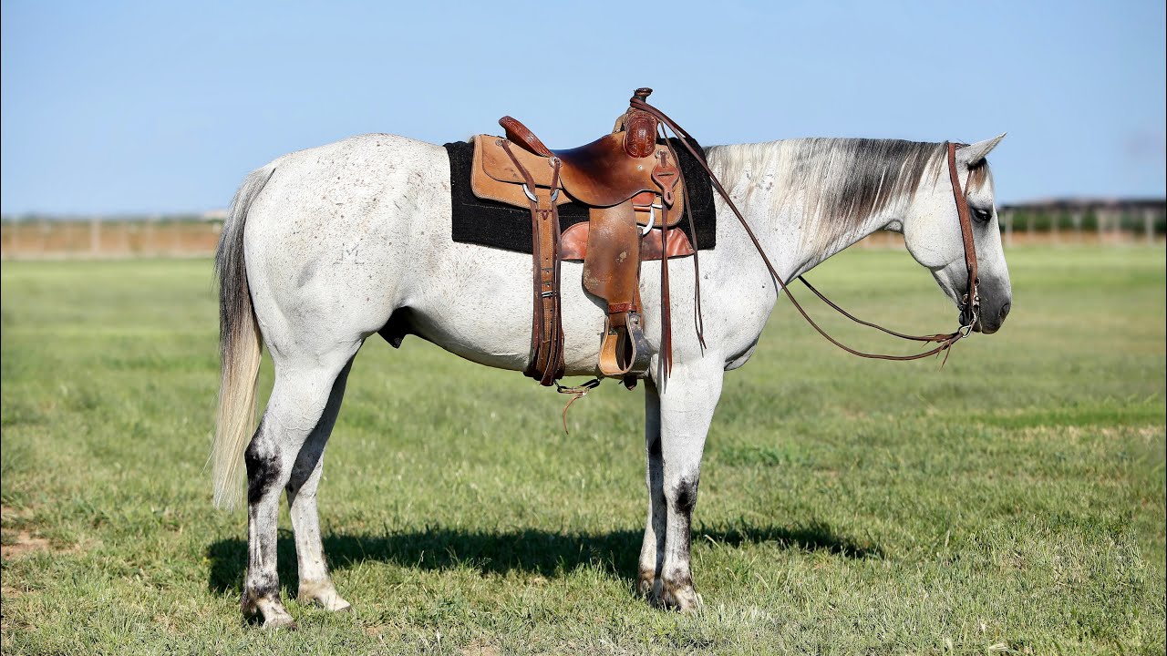 I Am Sticky Aka Tick Sells With Horsebid YouTube i-am-sticky-aka-tick-sells-with-horsebid-youtube