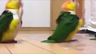Bird March Bird March