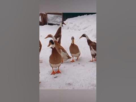 индийский бегун арлекино - YouTube