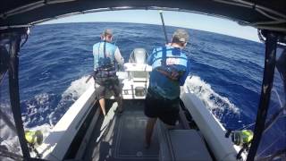 Blue marlin on the Gold Coast on Oceaneer