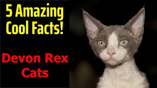 5 Fascinating Facts About Devon Rex Cats