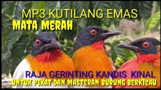 MP3 Pikat Kutilang Emas Terbaik