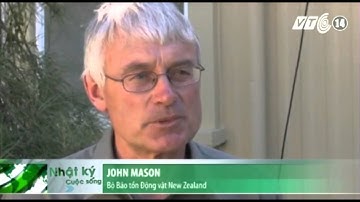 VTC14_Gần 40 con cá voi hoa tiêu mắc cạn trên bờ biển New Zealand