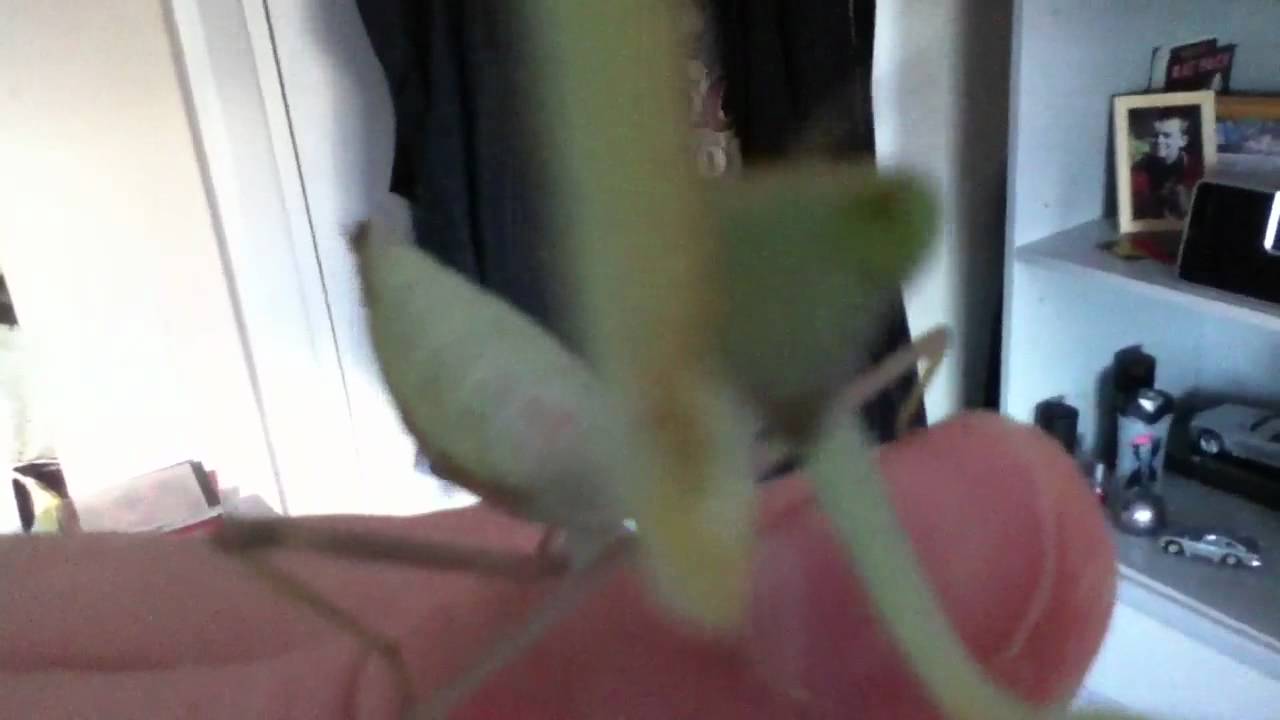 Giant African Mantis