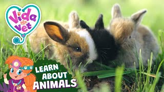 Let’s Learn About Rabbits 🐰 | @VidaTheVet | Animal Facts | Educational Videos for Kids #animals