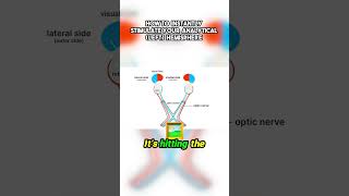 Famous Instant Brain Hack: Harvard Neuroscientist Exposes How Light Controls Your Left Hemisphere! Wealth