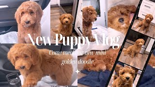 Our Puppy's Airport Arrival & First Vet Visit!| New Dog Owner Tips & Puppy Name Reveal🐾