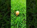 Orange Mushroom 🍄 Ground-la Kandupidichen | Nature’s Cute Surprise