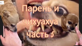 Парень и чихуахуа часть5/🤣🤣🤣