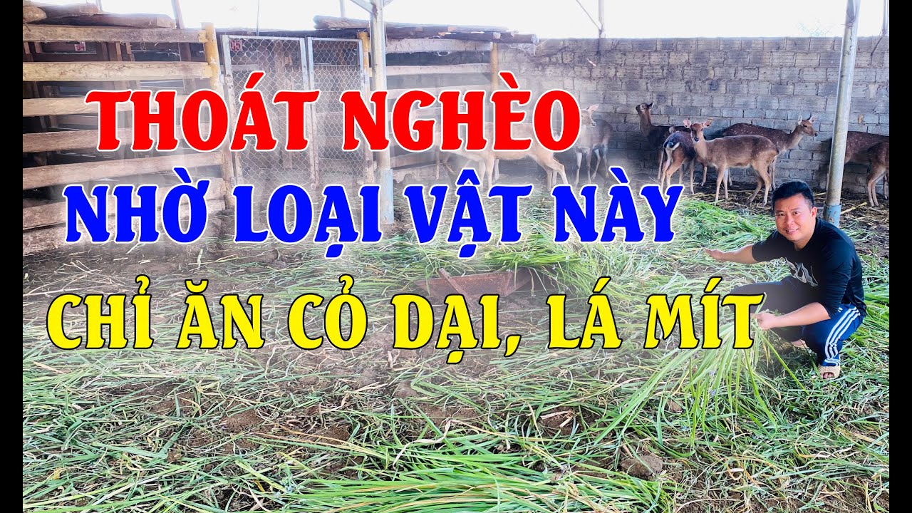 Khởi Nghiệp Nuôi Hươu Sao cần chuẩn bị gì? | Mô hình nuôi hươu sao lớn nhất Tuyên Quang (Phần 2)