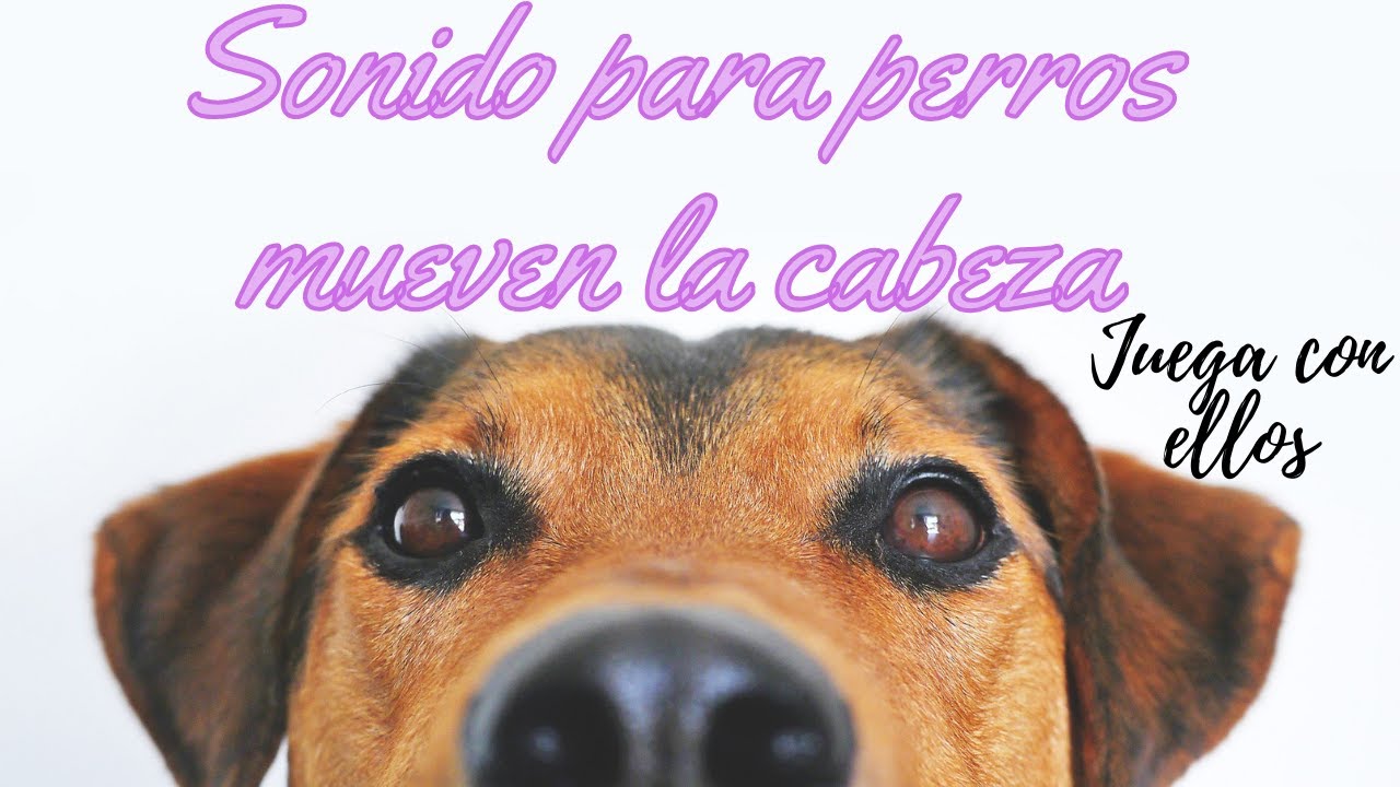 Como hacer colágeno para perros