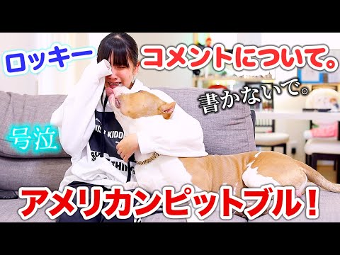 ピットブルはどういう犬？ロッキーのコメントについてお話しします。【アメリカンピットブル】(AMERICAN PITBULL)