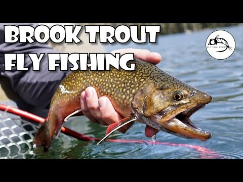 Top Fly Fishing Clips 