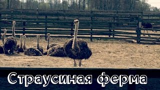 Долина страусов.Страусиная ферма Долина страусов.Страусиная ферма