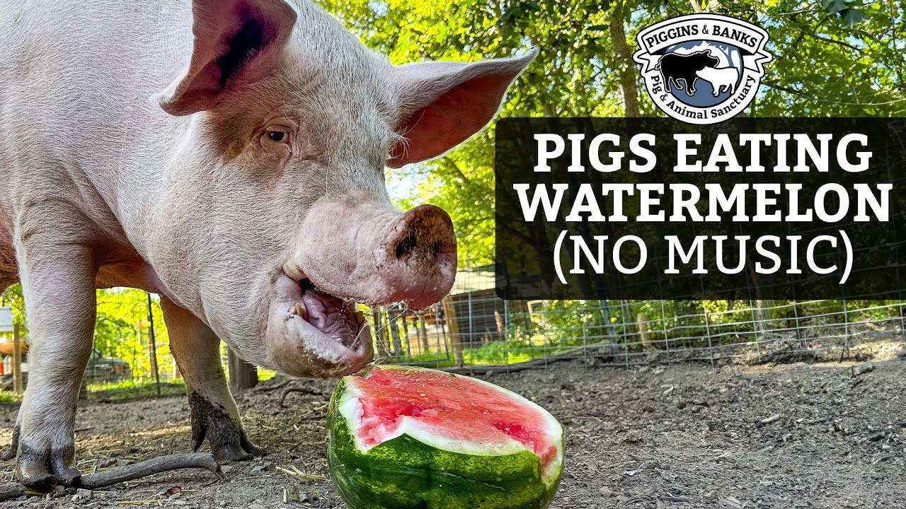 Pigs Eating Watermelon ASMR (No Talking / No Music)