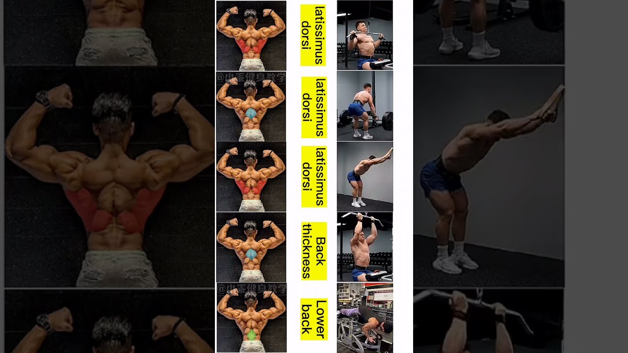 The PERFECT Back Workout Sets And Reps Included Shorts