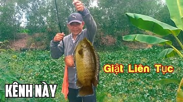 Câu Cá Rô Đồng, Ở Đây Vẫn Còn Rất Nhiều Cá Thả Mồi Xuống Giật Không Kịp @SangHuynhVlog