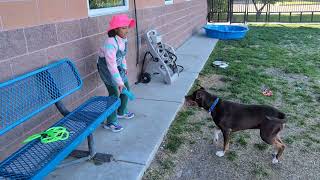 Meet Jilly A Terrier, American Pit Bull Currently Available For Adoption 5102024 25259 Pm