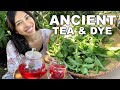 Grow This Plant For Tea &amp; Dye!