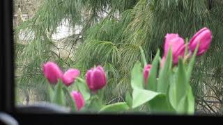 For Samantha Josephson