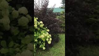 Дом снт мечта