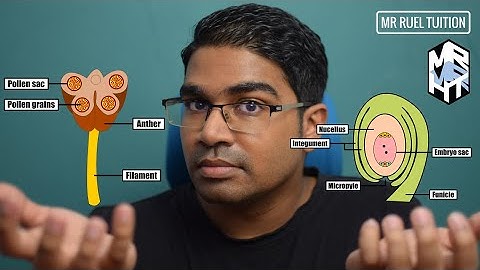 Development of Pollen Grains and Embryo Sac - Sexual Reproduction in Flowering Plants