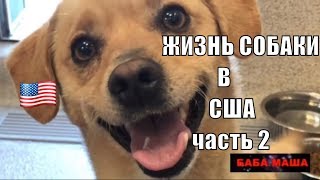 ЖИЗНЬ СОБАК В США.2.Приюты.Кошки.Воспитание собак ЖИЗНЬ СОБАК В США.2.Приюты.Кошки.Воспитание собак