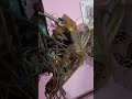 ac indoor motor wire repairing #viral #electrical #trendingreels #acmotor #actechnician #trending