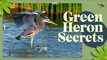 The Unique Fishing Tactics of the Green Heron