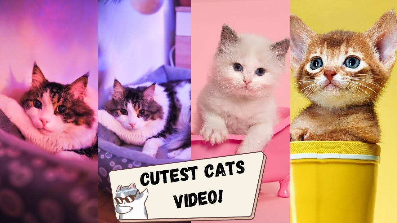 Sweet Cats From Around The World Funny Cats 2023 YouTube