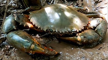 Lần Theo Dấu Vết Con Quái Vật Khổng Lồ Đang Ẩn Mình Phơi Thay