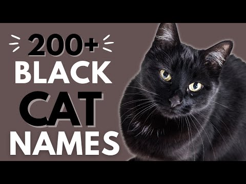 Wideo: Najlepsze nazwy dla czarnych kotów