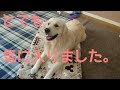 ワクワクしてしまいお昼寝どころじゃない英国ゴールデンレトリバーギンちゃん(1歳)