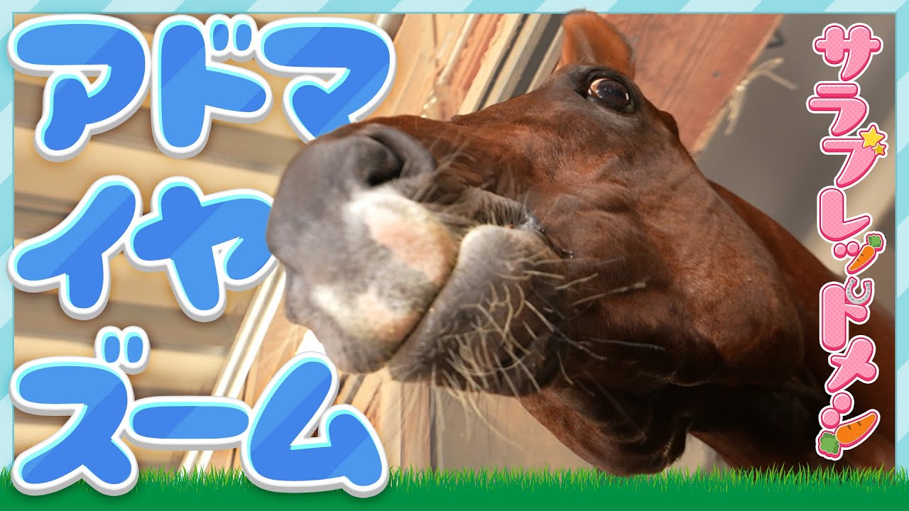 【サラブレッドメシ】馬の食事に密着してみた～アドマイヤズーム編～【ASMR】/JRA-VAN【公式】