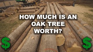 How Much Is a White Oak Worth?  Timber Harvest For Wildlife