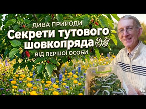 Чудесные Генетически Модифицированные насекомые. Секреты бабочки Тутовый шелкопряд