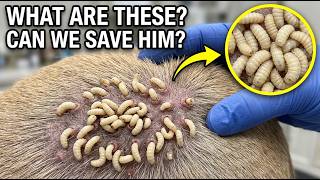 Mangoworm Removal Compilation, Rescue Dog Mangoworms, Vet Mangoworm Treatment ❤️P11