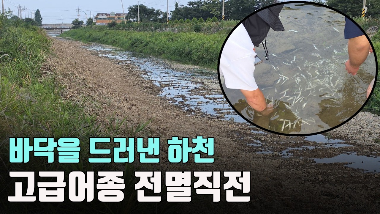 공사로 싹다 말라버린 하천바닥! 남겨진 수만마리 물고기들의 운명은?