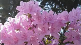 The Beautiful View of Flowers | Pemandangan Bunga yang Indah