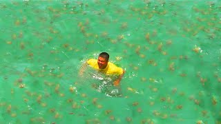 漁港に襲来した数万匹のクラゲを捕獲する【クラゲ捕獲 前編】