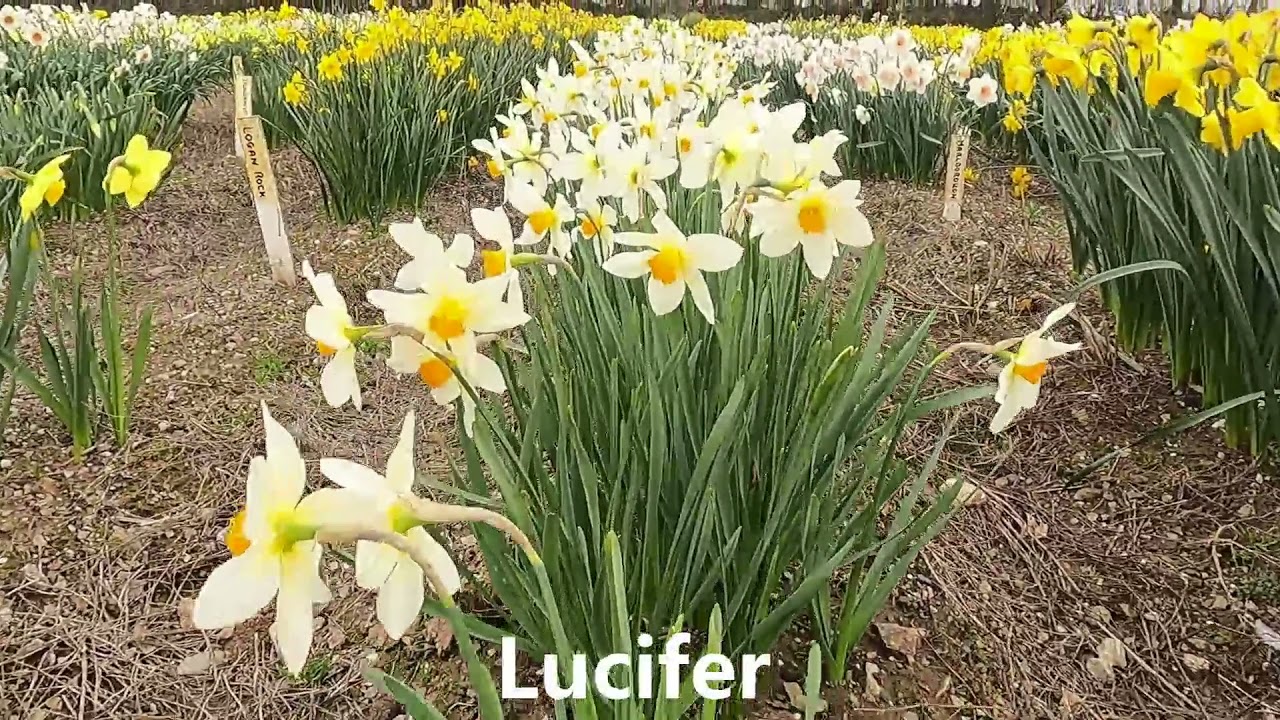 Scamps daffodil collection