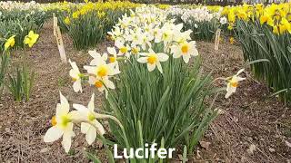 Scamps daffodil collection